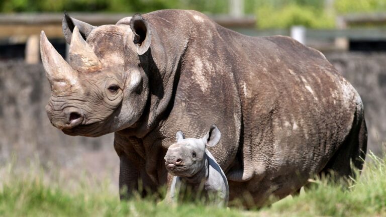 Chester Zoo black rhino calf